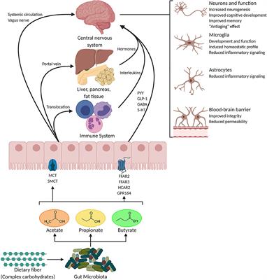 The Role of Short-Chain Fatty Acids From Gut Microbiota in Gut-Brain Communication
